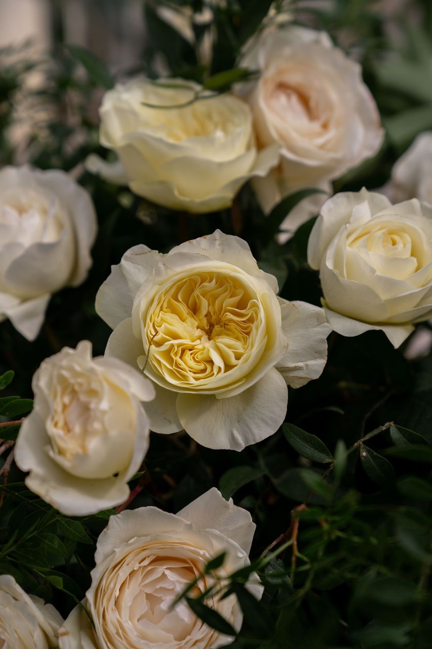 Blog Ciavattini Wedding Flowers